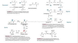 asparagina serina glicina síntesis bioquímica Harper [upl. by Sigfried188]