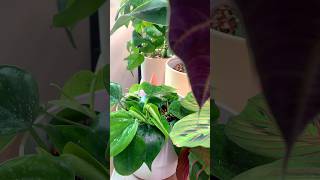 Repotting philodendron heartleaf  филодендрон 🪴 plants plantscare repottingplants philodendron [upl. by Blau526]