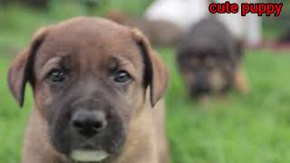 Puppies playing and fighting status video  choudhary2635 [upl. by Enytnoel]