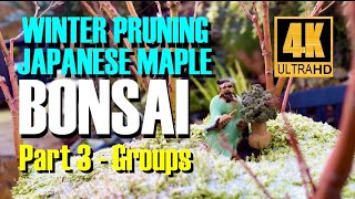 Winter Pruning Japanese Maple Bonsai  pt3 Forests and Groups [upl. by Buckler]