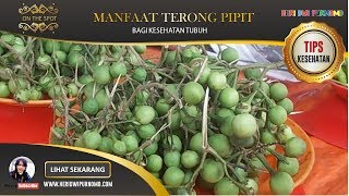 25 Manfaat dan Khasiat Terong Pipit untuk Kesehatan [upl. by Dnartreb380]