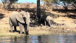 Afternoon bath  Chobe national park River Safari🐘🏞️ [upl. by Adlemy786]