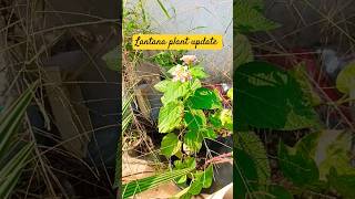 Lantana plant update transplant video coming soon ll youtubeshorts [upl. by Angele]