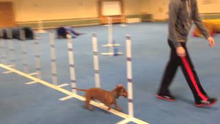 Dog Agility Training with Ammo the Dachshund  an off day [upl. by Niraa450]