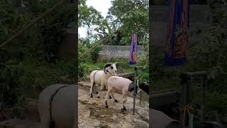 DOMBA GARUT TERNAKshortvideo domba sheep dombagarut animals shorts fypシ゚ fyp fypシ゚viral [upl. by Latricia792]