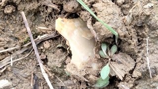 Dalton Clovis and More  Arrowhead Hunting Missouri [upl. by Atilam195]