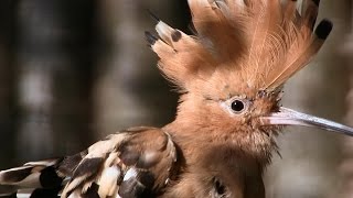 WeltVogelpark Walsrode  Wiedehopf  Hoopoe  Vogel des Jahres 2022 [upl. by Llejk50]