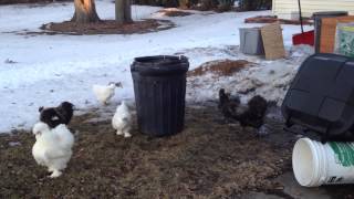 Silkie Rooster Mating Dance [upl. by Peednas]