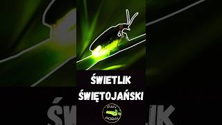 Świetlik świętojański Nocny Artysta Światła 🌟 [upl. by Yenor]