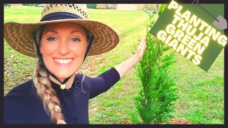 How To Plant Thuja Green Giant Arborvitae  Privacy Hedge [upl. by Shinberg737]