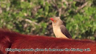 Redbilled Oxpeckers hissing call and chipping call [upl. by Nnilsia]