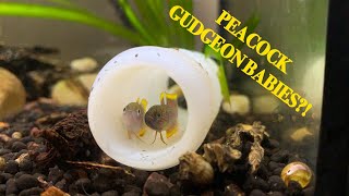 How to Breed Peacock Gudgeons Step by Step [upl. by Reviel]