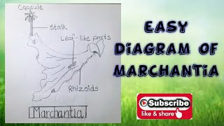 How to draw diagram of Marchantia for school students [upl. by Nnylaehs]