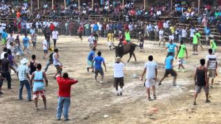 Running with the Bulls in Liberia Costa Rica [upl. by Ingemar]