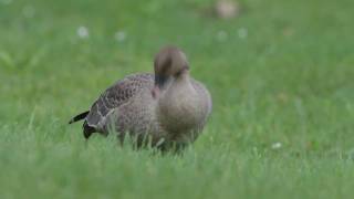 Pink Footed Goose Isle of man Canon 7D [upl. by Ahsenyl]