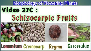 Schizocarpic Fruits  Splitting Fruit and its type  Simple Fruit  Dry Fruit  Schizocarpic Fruit [upl. by Licko]