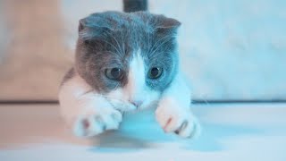 Vlog Kitten Loves To Play Fetch [upl. by Marylynne561]