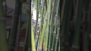 桂竹 P reticulata tree VID20240917155939 [upl. by Elbon]