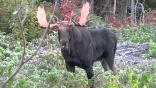 Moose Calling 2015 [upl. by Ogram]