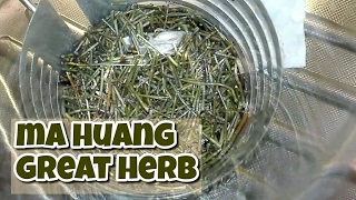 Ma huang ephedra sinica opinia o chinese herb z Aliexpress [upl. by Noroj]