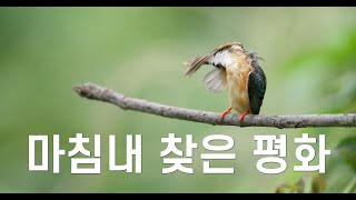 물총새Common Kingfisher59K134 [upl. by Ramad590]