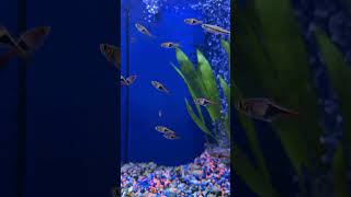 20 Seconds of Zen Large Harlequin Rasbora Aquarium Fish at Pet Shop aquarium [upl. by Vitkun]