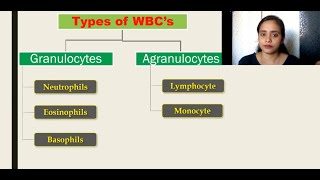 The Circulatory System  lecture 5  Types of WBCs Granulocytes Agranulocytes [upl. by Leval702]