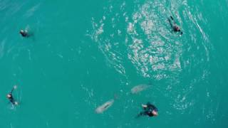 15 seconds of Swimming With Dolphins in Akaroa [upl. by Cutcliffe987]