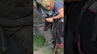 😮Dobermans Death Grip Service Dog Training GUARDODESSA Odessa Ukraine [upl. by Ahsetel]