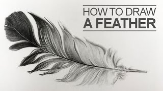 How to Draw a Feather [upl. by Valry]