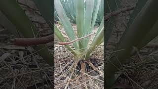 Marchitez o punta seca del agave shortvideo plantas agaves [upl. by Chane109]