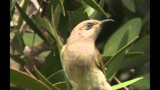 Brown Honeyeater  Bird watching in Australia with EjBirdwatching [upl. by Mundford]