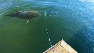 DROPPING a BAIT on this MONSTER was INSANE [upl. by Anaidiriv]