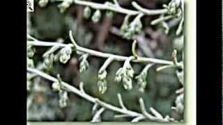 Strandbeifuß Artemisia maritima L Korbblütler Asteraceae [upl. by Pownall484]