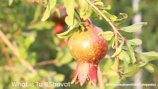 What is Tu B’Shevat  Judaism 101 [upl. by Yralih541]