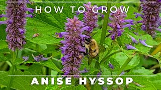 Complete Guide to Anise Hyssop  GrowCareGerminationUses [upl. by Nivrag]