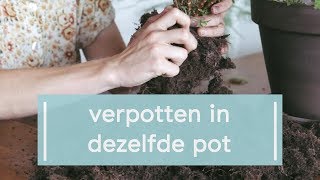 Zo houd je je plant klein [upl. by Edahs]