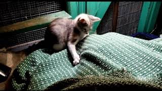 How to socialize feral kittens using a blanket [upl. by Tezzil]