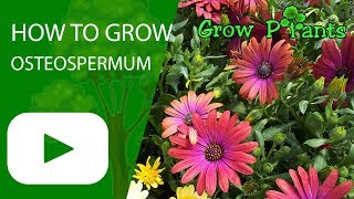 How to grow Osteospermum [upl. by Farika]