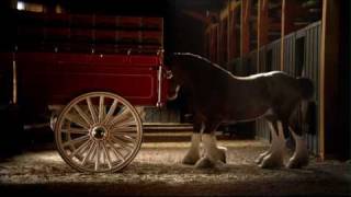 Budweiser Clydesdale Commercial  High Definition [upl. by Venn]