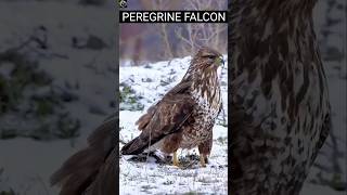 Peregrine Falcon 😯 गार्डन तोड़ने वाला पक्षी 🥲 [upl. by Geoff]