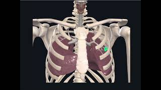 Respiratory System Histology  Lung Lobule [upl. by Decca]