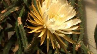 Queen of the Night Cactus Selenicereus grandiflorus night blooming time lapse [upl. by Ahsienal]