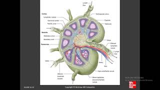 Medicine Histology of Organs  Chapter 14 C Lymphoid System [upl. by Plato566]