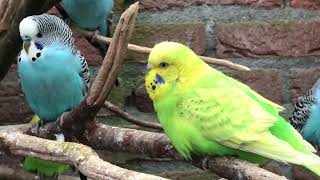 Aviarybirds – Budgerigars – Wellensittiche – Parakeet sounds – Parkieten geluiden – Lovebirds sounds [upl. by Bilac]