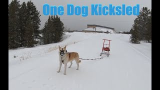 One dog kicksled with a husky Belgian Malinois mix sledding Colorado [upl. by Aliek]