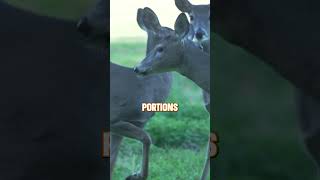 Unusual behaviors outside of the rut🦌 deer deerhunting [upl. by Airt]