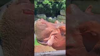 Dont do this to a hippo shorts ytshorts [upl. by Suhail]