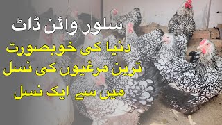 silver laced wyandotte hen farming [upl. by Tremain931]