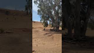 JoyRide Cup  Shepparton 2024 mtb mountainbikejumps downhill mtbjump mtbjumps jump [upl. by Had]